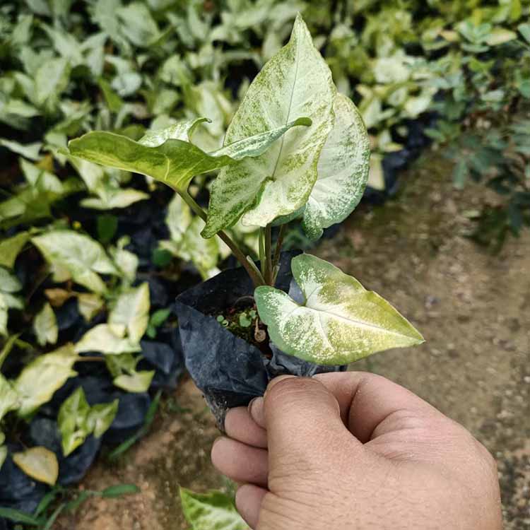 合果芋小苗批發白蝴蝶綠化苗紫梗芋地被苗白蝴蝶合果芋袋苗