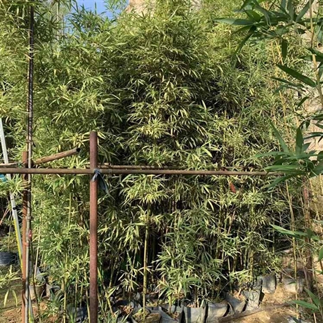 花叶唐竹批发花叶唐竹袋苗竹根庭院绿化观赏园林工程供应商