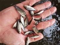 常温性养殖宝石鲈鱼苗 澳洲淡水宝石鲈鱼幼苗 活体发货宝石斑鱼苗