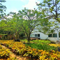 基地供应香橼树 香橼假植苗 移植香泡树 园林绿化果树苗木