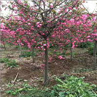 雨翔苗木垂丝海棠基地5-8公分货源充足树形好带土球