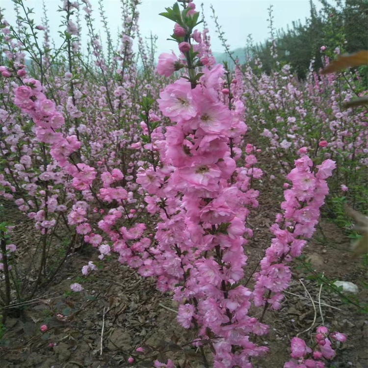 定金发货红叶榆叶梅近期行情绿叶榆叶梅批发