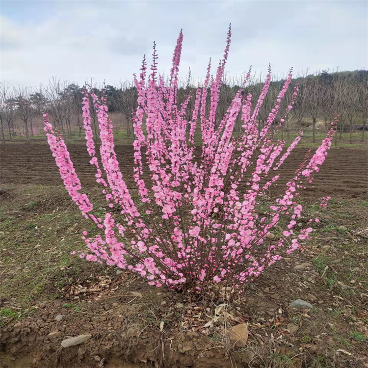 花繁色艳,是中国北方园林,街道,路边等重要的绿化观花灌木树种