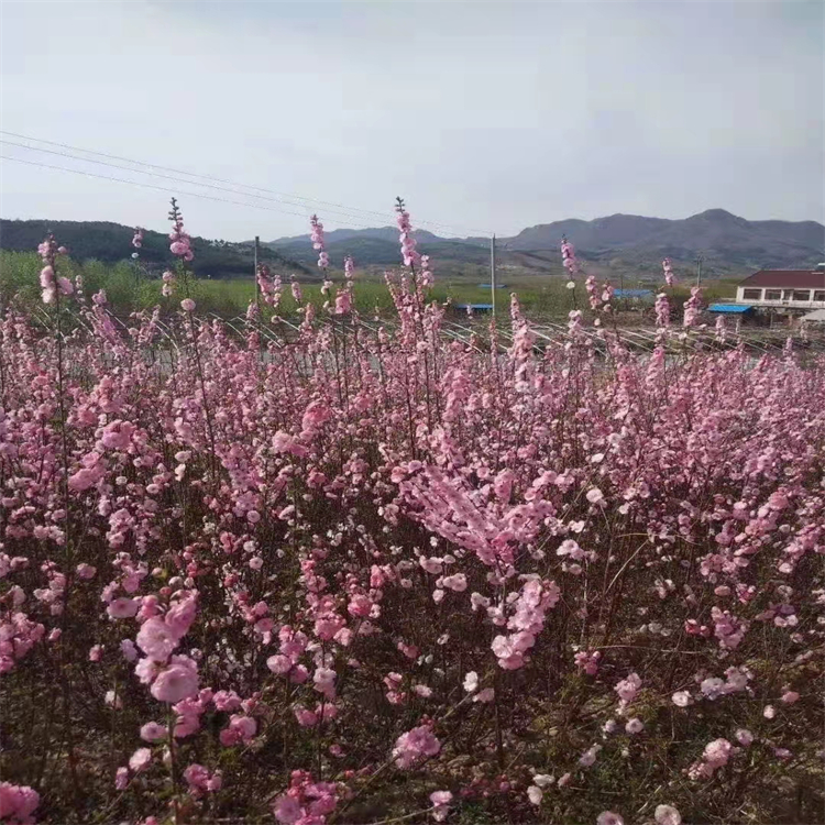 乡村绿化苗木供应精品榆叶梅高品质的选择绿叶榆叶梅供应