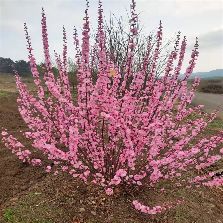 软景工程苗木批发红叶榆叶梅绿化观花灌木树种绿叶榆叶梅价格