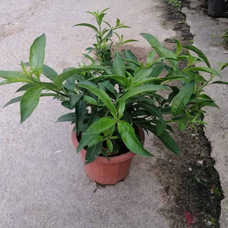 夜来香盆栽 夜来香盆苗 夜丁香 浓香花卉 驱蚊花草批发