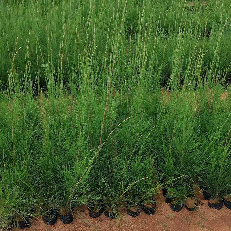 批发千头木麻黄 常绿灌木木麻黄小苗 绿篱 庭园美化 量大从优