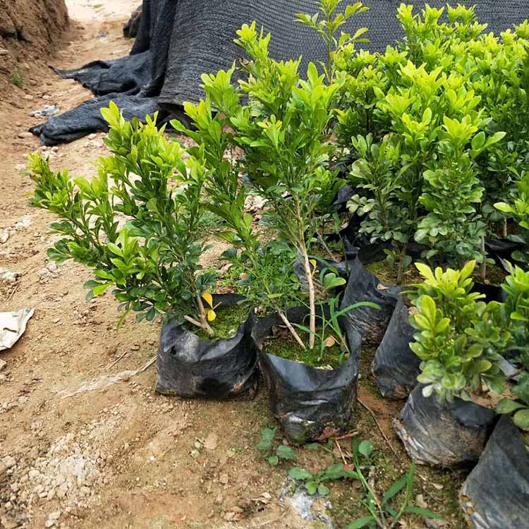 是一种属于楝科米仔兰属的常绿灌木或小乔木,别名,米兰,树兰,鱼仔技