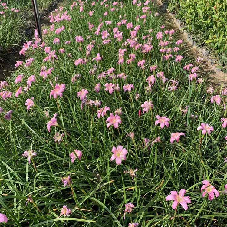 韭兰供应韭莲杯苗韭兰营养钵苗风雨兰基地直供地被苗