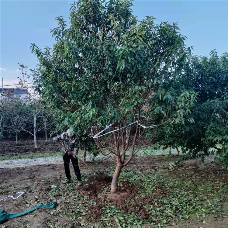 绿化风景紫叶碧桃树景区观赏红叶碧桃价格碧桃乡村路边树