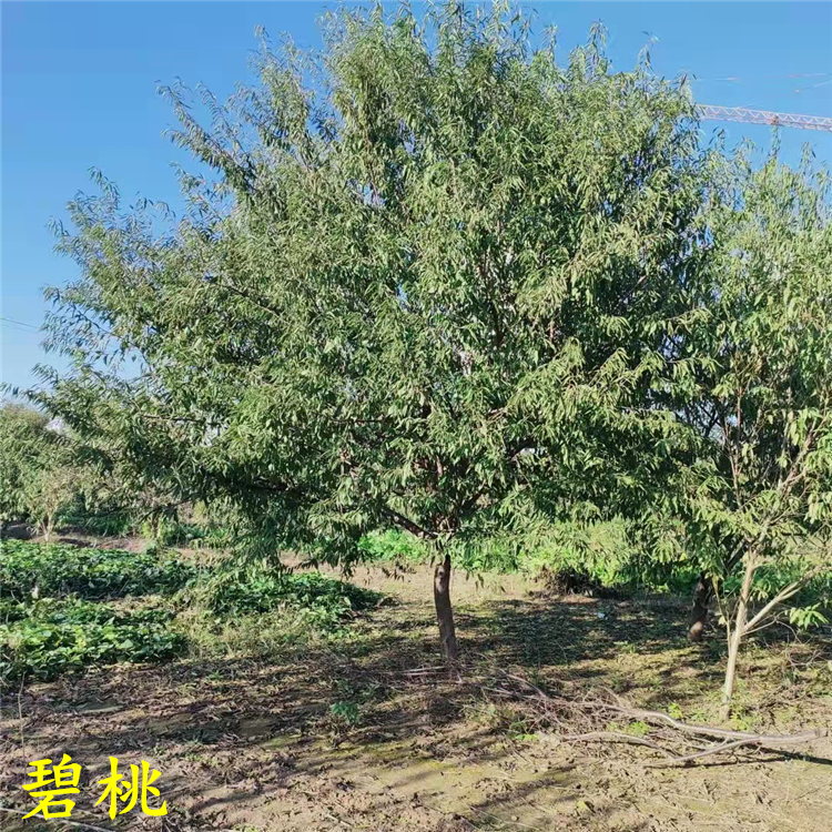 绿化风景紫叶碧桃树景区观赏红叶碧桃价格碧桃乡村路边树