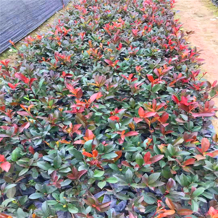 紅葉石楠袋苗福建基地出售紅葉石楠庭院道路綠化灌木類植物