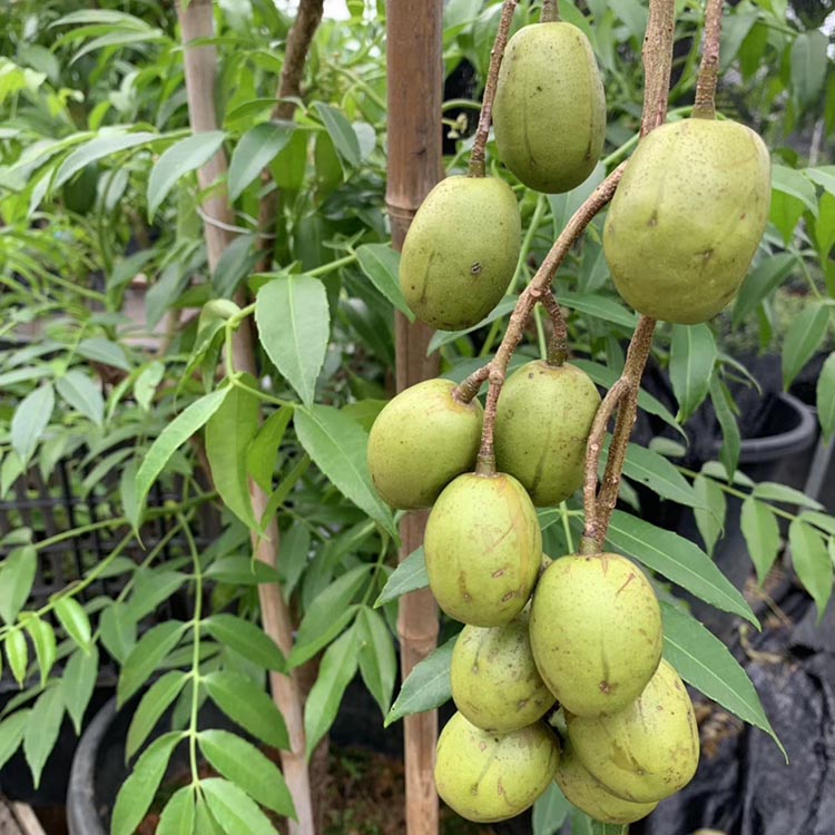 太平洋橄欖實生苗 青橄欖樹苗 黃橄欖樹實生苗 綠化果樹