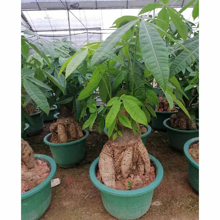 发财树盆栽批发价格 发财树盆景 光瓜栗树盆苗 室内外绿植花卉