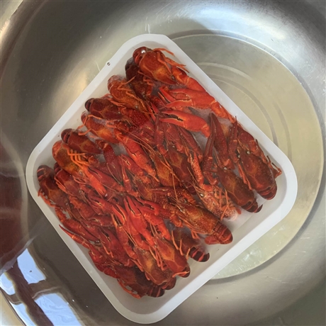 2021年11月冻虾清水虾中红虾456钱质量很好需要的联系