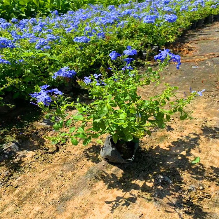 地被花卉蓝雪花苗大农合商基地直供常绿花卉花境绿化园林用苗