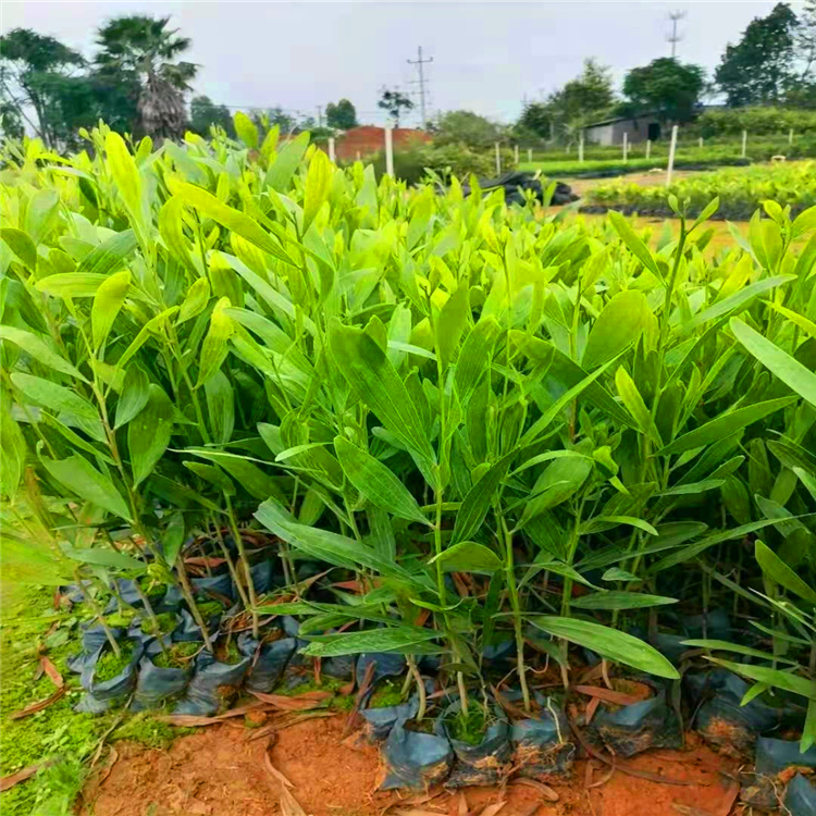 大叶相思袋苗批发台湾相思苗马占相思杯苗规格齐全量大价优