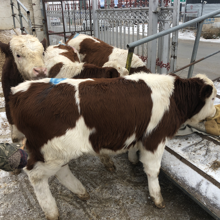 搜了网为您找到0条蜗牛开橙器的相关品牌信息