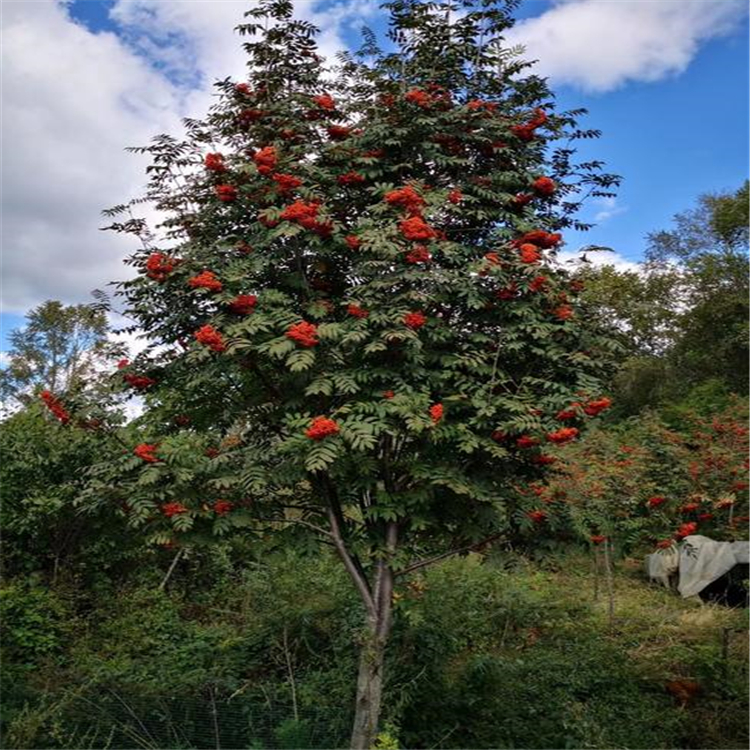 永益苗圃百花花楸小苗丛生百花花楸工程苗苗圃木价格