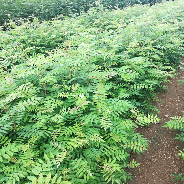 景区绿化苗圃百花花楸价格花楸树苗产品咨询