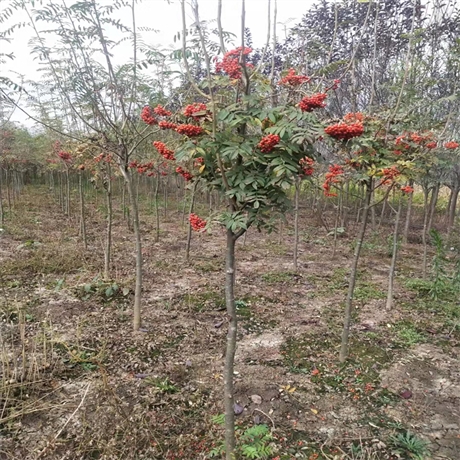 开原苗木地百花花楸树丛生百花花楸价格本信息长期有效