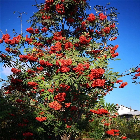 开原苗木地百花花楸树丛生百花花楸价格本信息长期有效