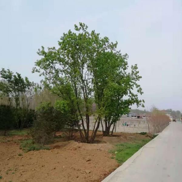 铁岭苗圃蒙古栎丛生蒙古栎价格源头厂家货源