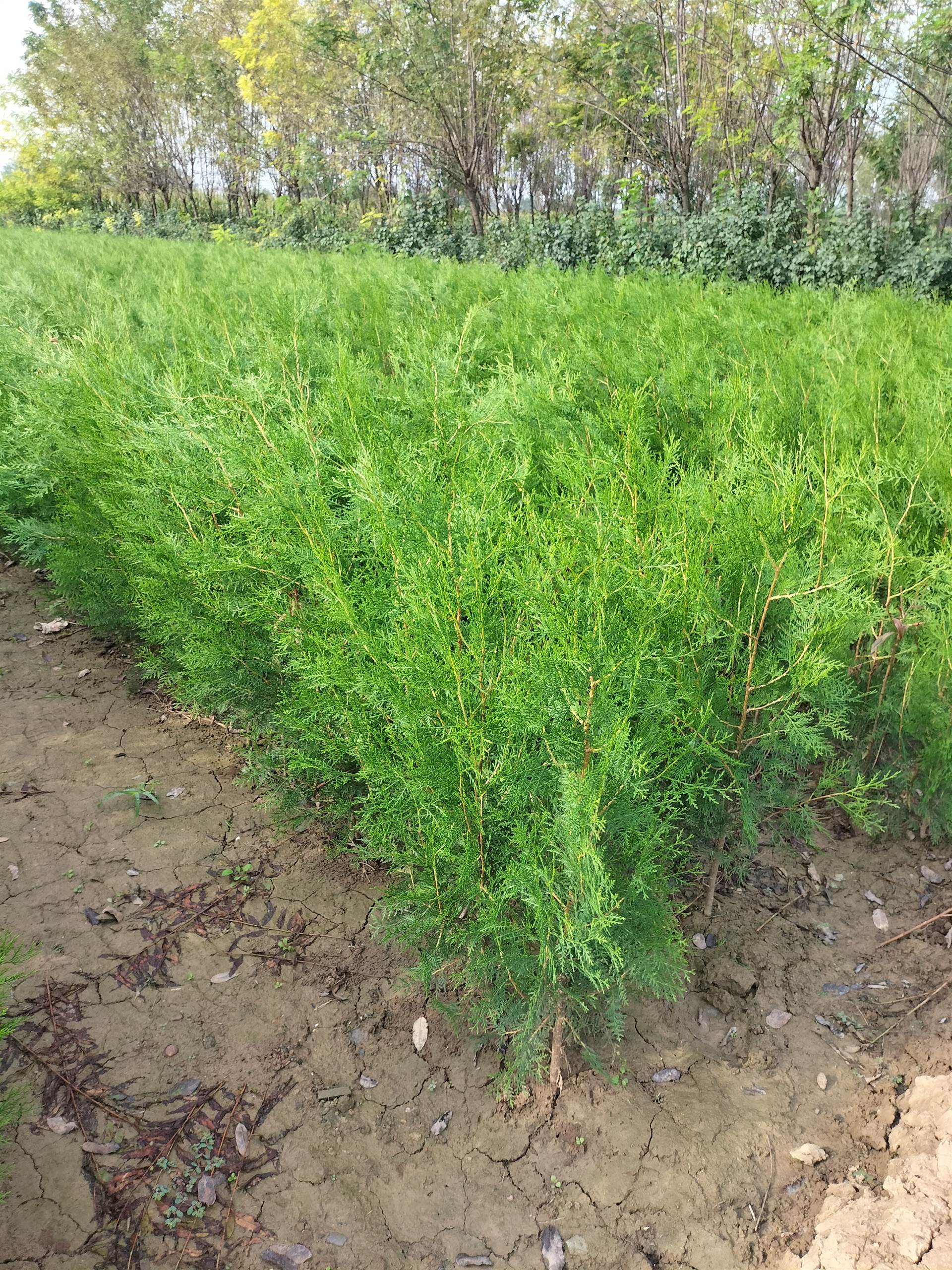 四川侧柏 四川侧柏价格 陕西侧柏报价