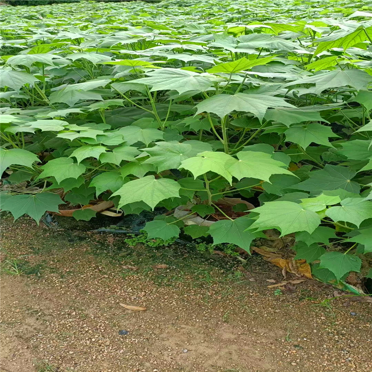 木芙蓉袋苗丛生木芙蓉树苗基地各种规格行道树风景树