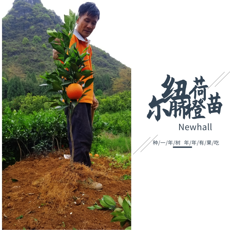 早熟纽荷尔脐橙苗杯苗正宗赣南脐橙苗橙子苗橙树苗