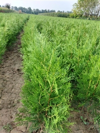 侧柏苗木基地-陕西侧柏种植生产厂家