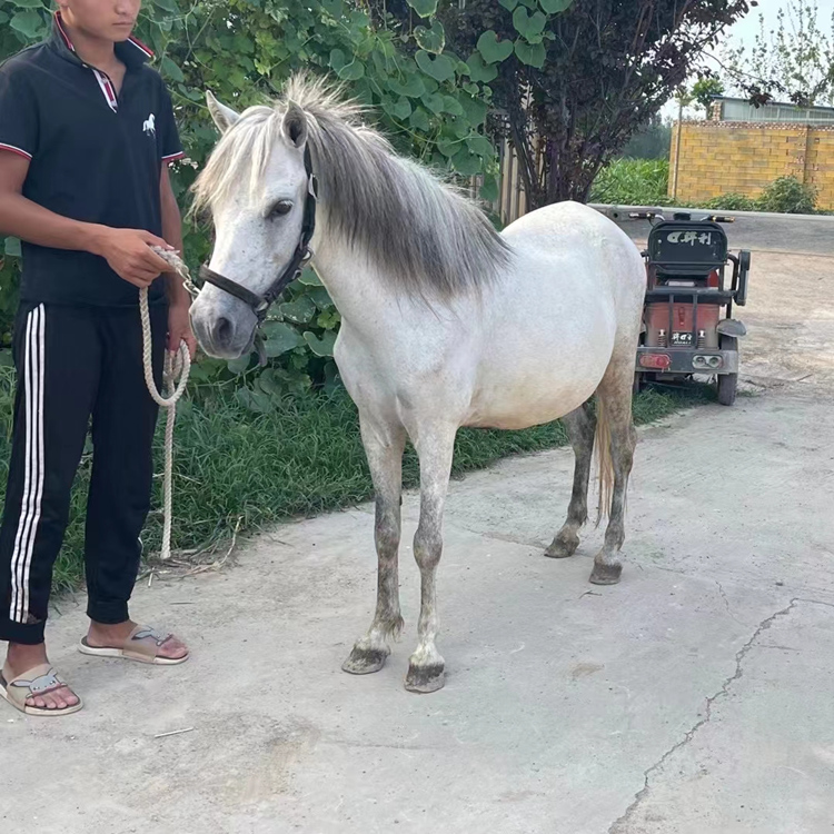 常年銷售:迷你矮馬,設特蘭矮馬,德保矮馬,漢宮矮馬,寵物矮馬各種農家