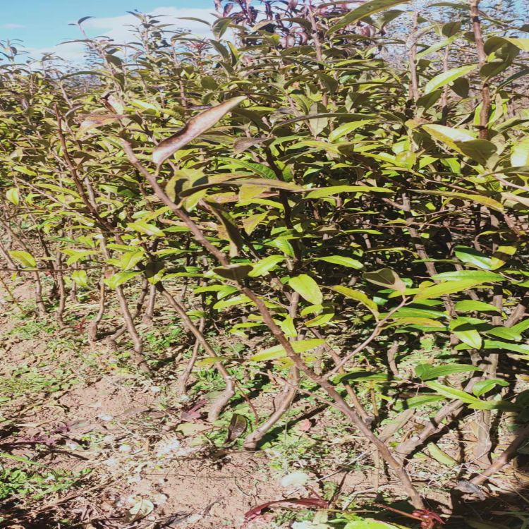 云南木瓜苗 春华酸木瓜苗基地批发基地发货