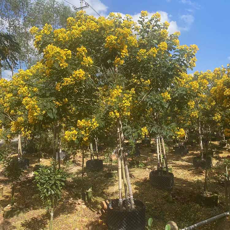 黄花槐移植苗 黄花槐苗圃直供 量大从优