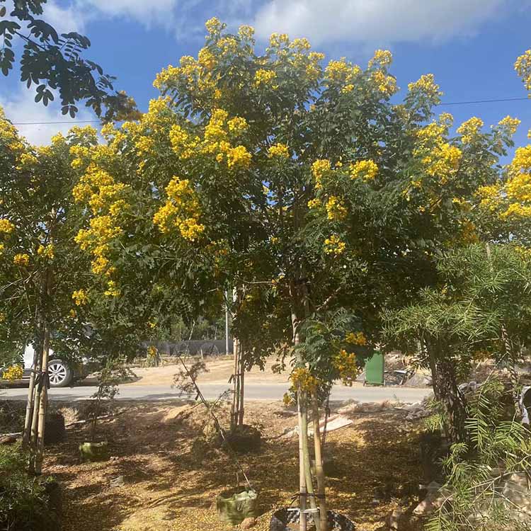 黄花槐移植苗 黄花槐苗圃直供 量大从优