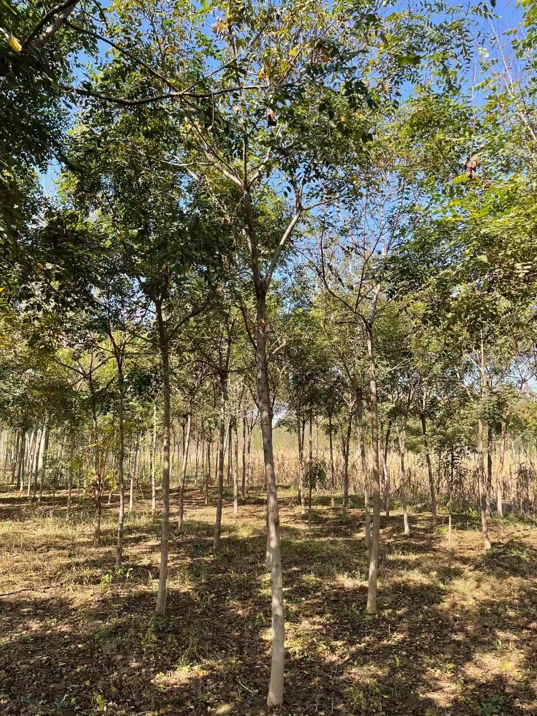 如月苗木基地供应高品质6789公分栾树绿化庭院别墅公园风景造型1012