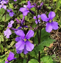 二月兰福建花草籽景观花海花籽