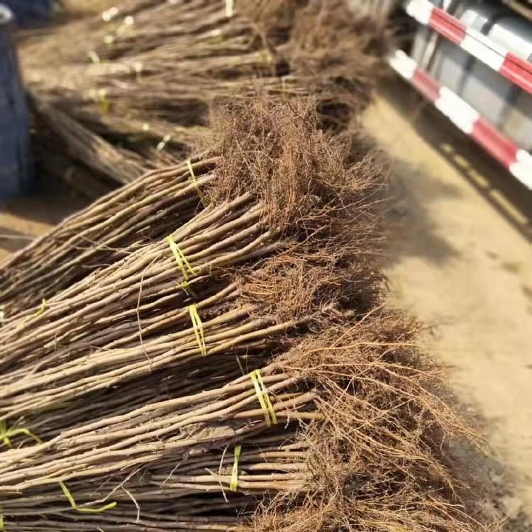 永益苗圃大果榛子价格大榛子苗种植抗寒榛子苗量大