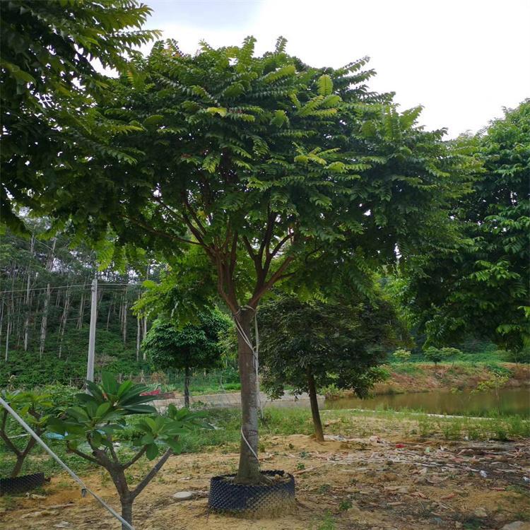 麻楝移植苗批发园林绿化风景树阴麻树假植苗白皮香椿树苗