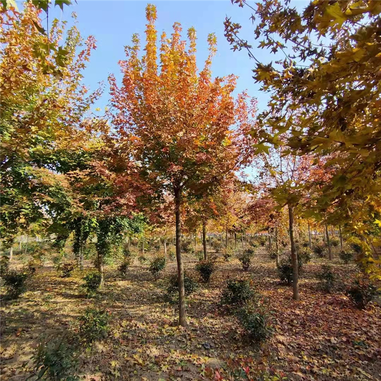 衡阳14公分15公分元宝枫高达810m树冠阔圆形丛生元宝枫庭院风景树