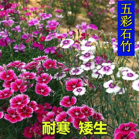 五彩石竹袋苗 株高20-30cm 花期5-10月 壹點(diǎn)花卉種植基地