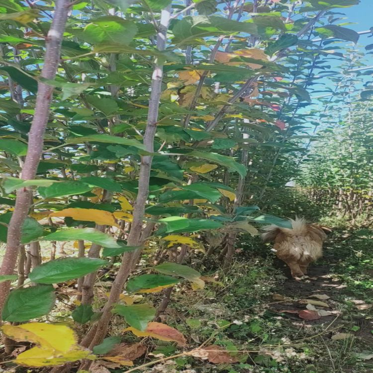 大果苹果苗云南基地露天培育品质保证量多从优价格美丽