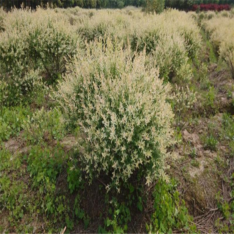 软景工程苗木杞柳杞柳工程苗东北护坡苗木