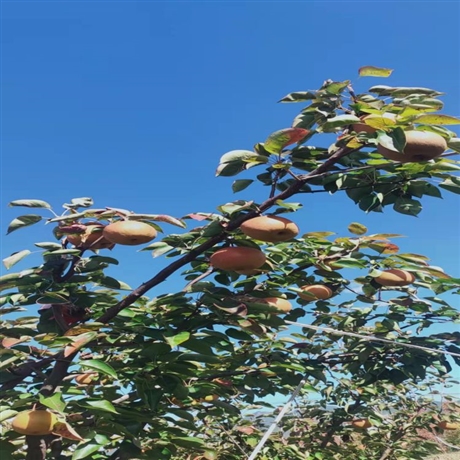 丽江木梨苗云南丽江基地高原露天培育品质保证基地发货价格美丽