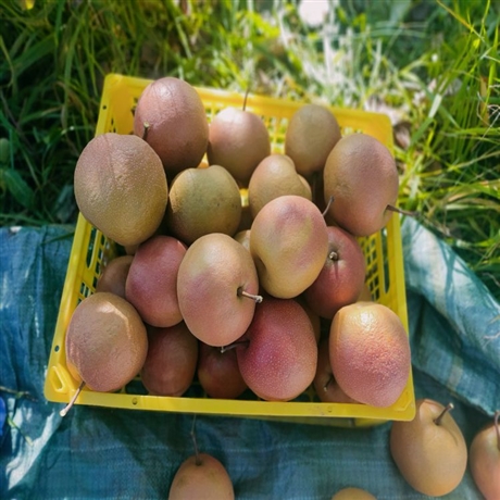 丽江木梨苗云南丽江基地高原露天培育品质保证基地发货价格美丽