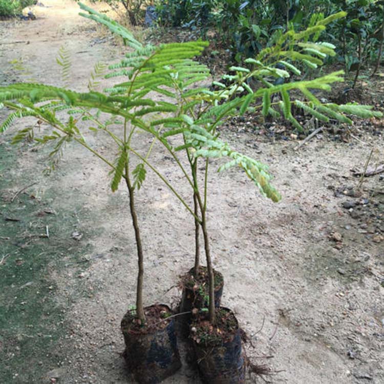 凤凰木小苗凤凰木袋苗凤凰木杯苗种植基地直供