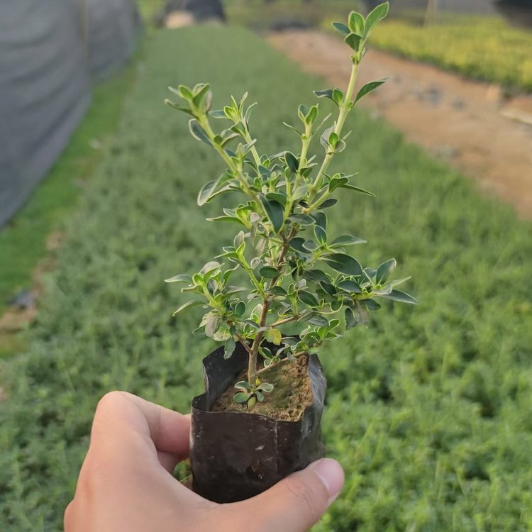 花叶女贞批发银姬小蜡报价福建基地批发价格大量地被供应