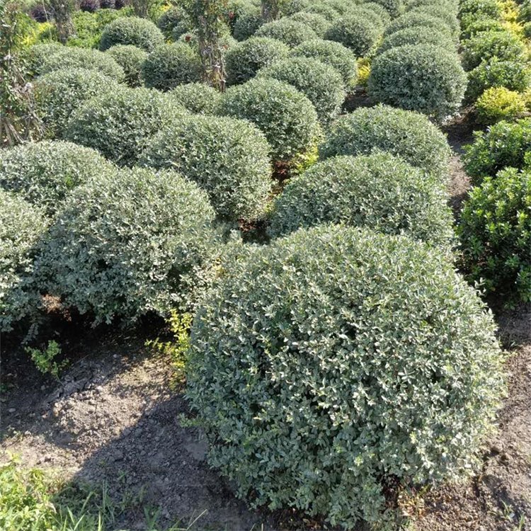银姬小蜡球袋苗工程绿化苗木造型花叶女贞球价格大量供应