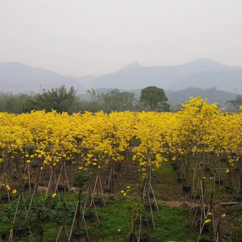 黄花风铃木袋苗黄花风铃木杯苗庭院观花绿化工程乔木批发