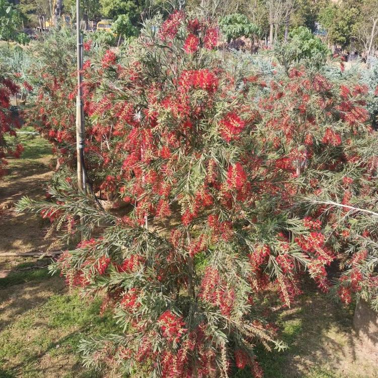 福建红千层批发美花红千层产地价格绿化红千层各种规格